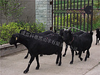 销量好的金堂黑山羊哪里有卖 中国黑种母羊联系热线13550228138