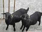 黑种母羊基地|xjb高的种母羊就在科惠黑山羊联系热线13550228138