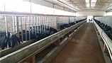 四川黑公羊——具有口碑的科惠黑山羊市场价格情况联系热线13550228138
