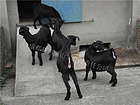 金堂种母羊|优质的黑山羊哪里有供应薛总 13550228138