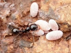 三亚白蚁防治——三亚专业的白蚁防治推荐