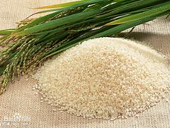 湖北口碑好的大米供应 信誉好的荆门优质大米