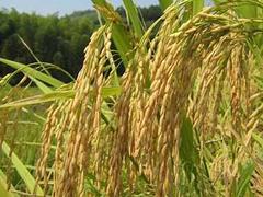 许昌优质大米供应  ，禹州米