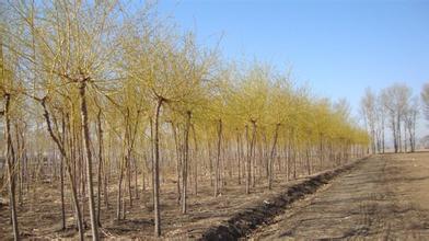 5公分金丝垂柳价格--- 供应山东易种植的金丝垂柳