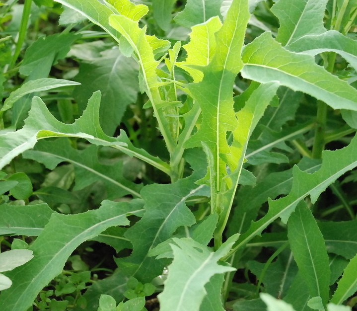 中国野生干苦菜，供应正规的野生干苦菜