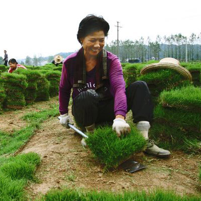 优质马尼拉草皮|郴州龙山苗木