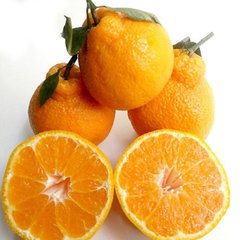 不知火柑橘价格-蜀山鲜果