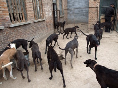 出售：肉狗、、牧羊犬、狼青犬马犬、灵提犬、格力犬、惠比特犬、杜高犬、金毛犬等各种名犬。