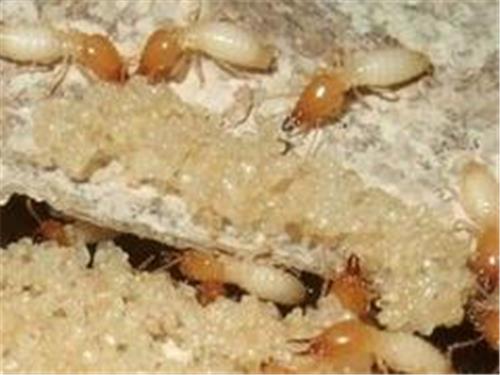 白蚁防治单位：可信赖的白蚁防治服务推荐