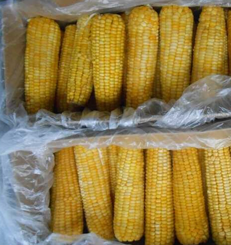优质冷藏玉米||青州冷藏玉米||冷藏玉米批发
