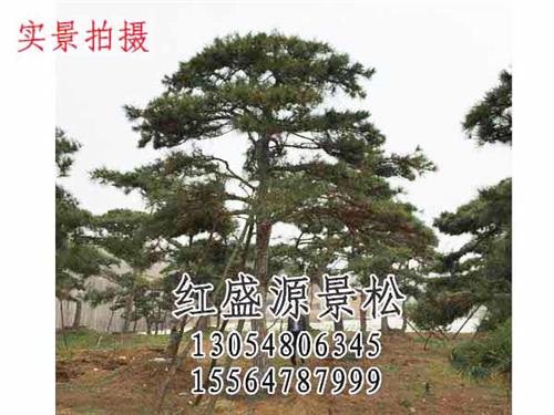 北京景观松树@大型景观松树价格优惠