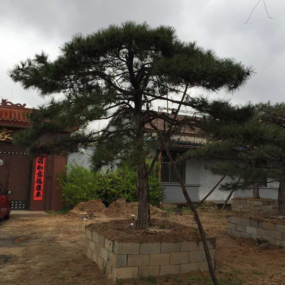 景观松首推红盛源景松——北京大型景观松