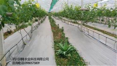 四川农业节水/成都节水农业/重庆水肥一体化灌溉
