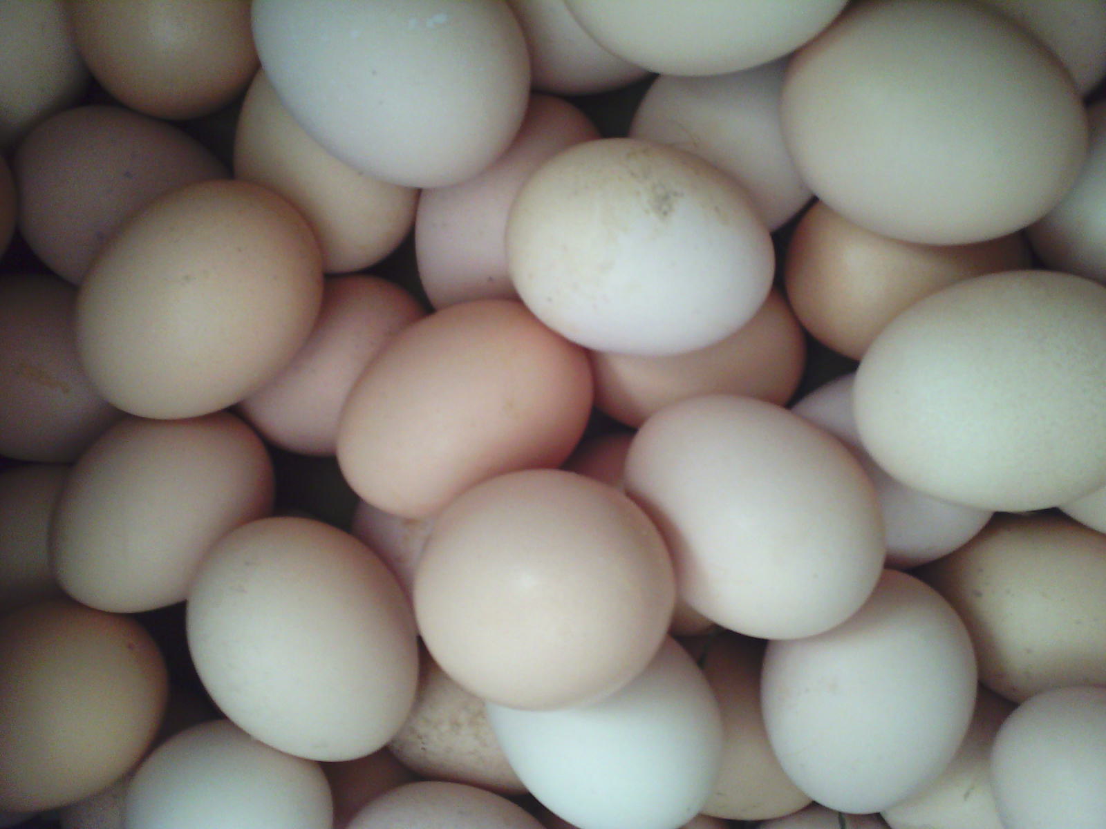 泉州惠安土鸡蛋供应 土鸡蛋批发哪里有 土鸡养殖场哪家好