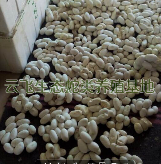 南宁大王蛇蛋供应商推荐——广西大王蛇蛋供应商