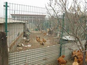 教师节感恩回馈#长春yz养殖场地围网厂家&价格—沃兴如何？