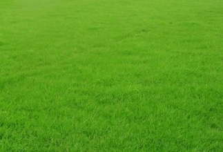 【安徽首推】六安草坪种植|六安草坪绿化、六安草坪哪家好