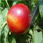曙光油桃——高纯度曙光油桃出售