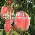潍坊价位合理的映霜红桃苗供应，高产映霜红桃树苗