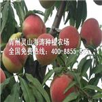 潍坊便宜的永莲蜜桃供应：如何选购永莲密桃