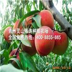 灵山海涛种植出售划算的五月红桃苗，青州五月红桃树苗