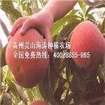 灵山海涛种植出售实惠的涛九红桃苗：大量供应涛九红桃苗