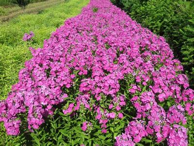 宿根福禄考大量供应||宿根福禄考种植基地||宿根福禄考批发