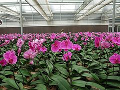 花卉大棚建设企业 供应山东实惠的花卉温室