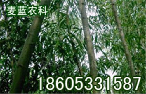 淄博麦蓝农科畅销优质道路绿化苗木-美国竹柳
