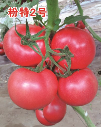 【荷兰进口西红柿种子】{zh0}的 抗病毒番茄种子粉特2号