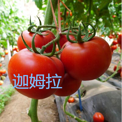 【大红抗线虫西红柿种子】 以色列 进口番茄种子