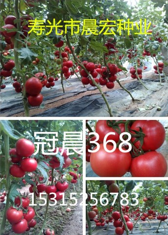 【抗根结线虫西红柿种子】{zh0}的粉果抗TY西红柿种子