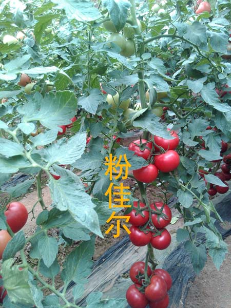 寿光西红柿种子价格_西红柿种子公司/高产西红柿种子大全