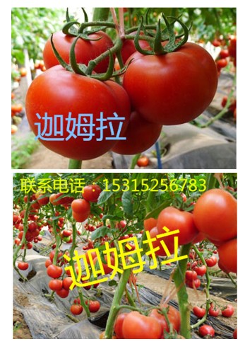 以色列进口西红柿种子【大红高产番茄种子】
