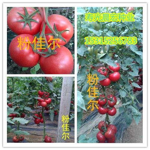 寿光知名的优质番茄种子_进口西红柿种子_抗TY西红柿种子