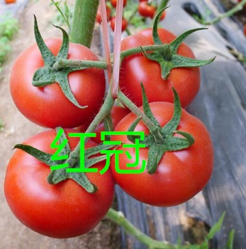 高产进口番茄种子批发【大红抗TY病毒西红柿种子】