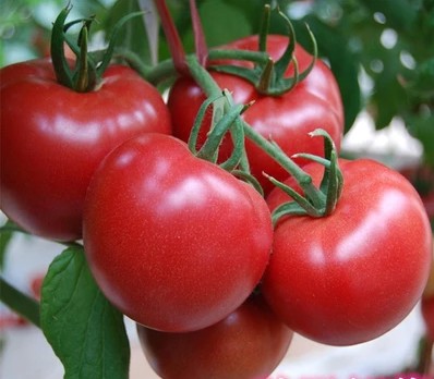 yz高产番茄种子_yz进口西红柿种子_yz抗TY病毒番茄种子