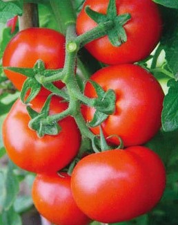 荷兰进口 冠晨368 番茄种子 粉果蔬菜 硬果高产西红柿种子