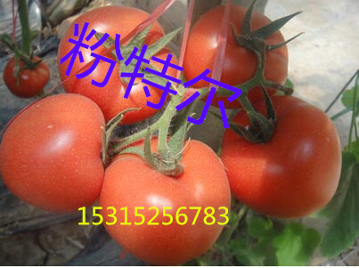 以色列高产大红番茄种子_进口抗TY病毒西红柿种子