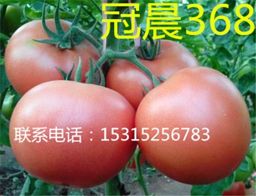 冠晨368-优质高产抗TY病毒西红柿种子