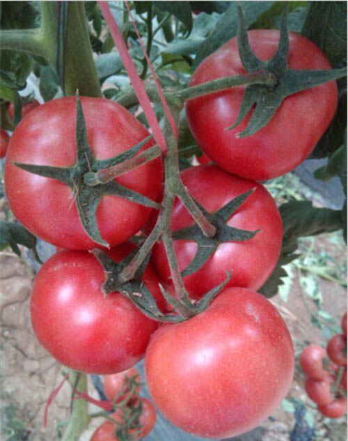 进口以色列西红柿种子_越夏耐高温西红柿种子