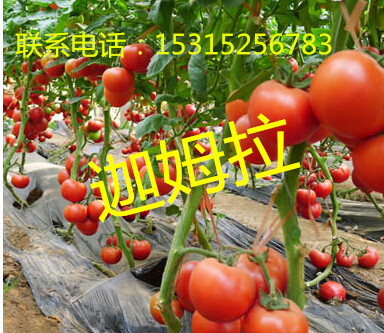 以色列yz进口西红柿种子【大红高产西红柿种子】
