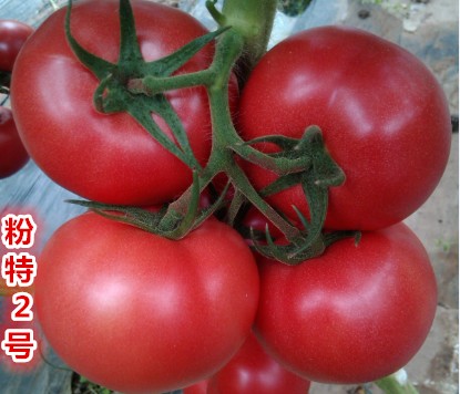 进口高产番茄种子_优质高产番茄种子