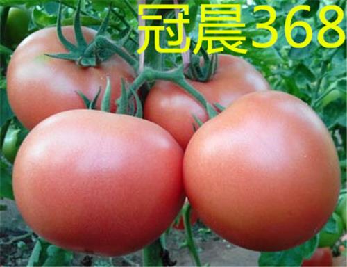 进口耐低温西红柿种子_荷兰高产番茄种子