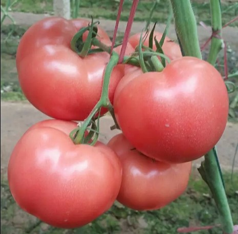 荷兰抗TY西红柿种子_进口高产西红柿种子_ yz高产大番茄