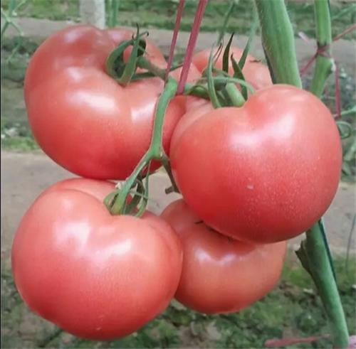 抗TY病毒西红柿种子_进口高产西红柿种子_优质大番茄