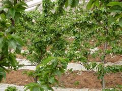 病虫害低的樱桃苗出售，滨州樱桃苗