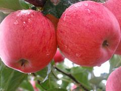 想要极好的苹果苗就来一边倒果树研究所_求购苹果苗
