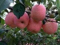 想要优质的7-62油桃就来一边倒果树研究所：桃树一边倒