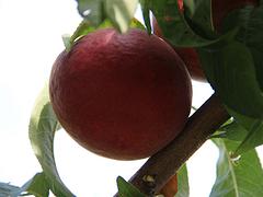 圆红桃_病虫害低的桃树苗出售